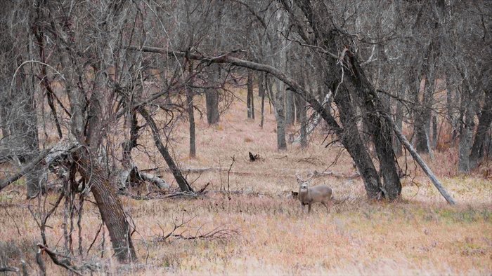 OUTDChannel's tweet photo. In the NEW Season Premiere, fun and frustration is front and center while trying to manage river bottom whitetails. 

Beyond The Hunt TV  /  ALL NEW TONIGHT AT 8 PM ET. 

#WhatGetsYouOutdoors #hunting #deer #deerhunting #riverbottom #whitetails #whitetailhunting https://t.co/cZoy1naW57