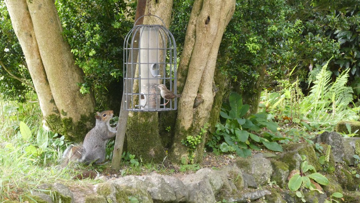 Spotted! 👀 Some little Godolphin residents in the undergrowth 🌿🐦

We're very lucky to have such a wildlife haven here, and very fond of our furry and feathery visitors! ✨

#nationaltrust #nationaltrustsouthwest #birdspotting #squirrelspotting #cornwall #cornishheritage