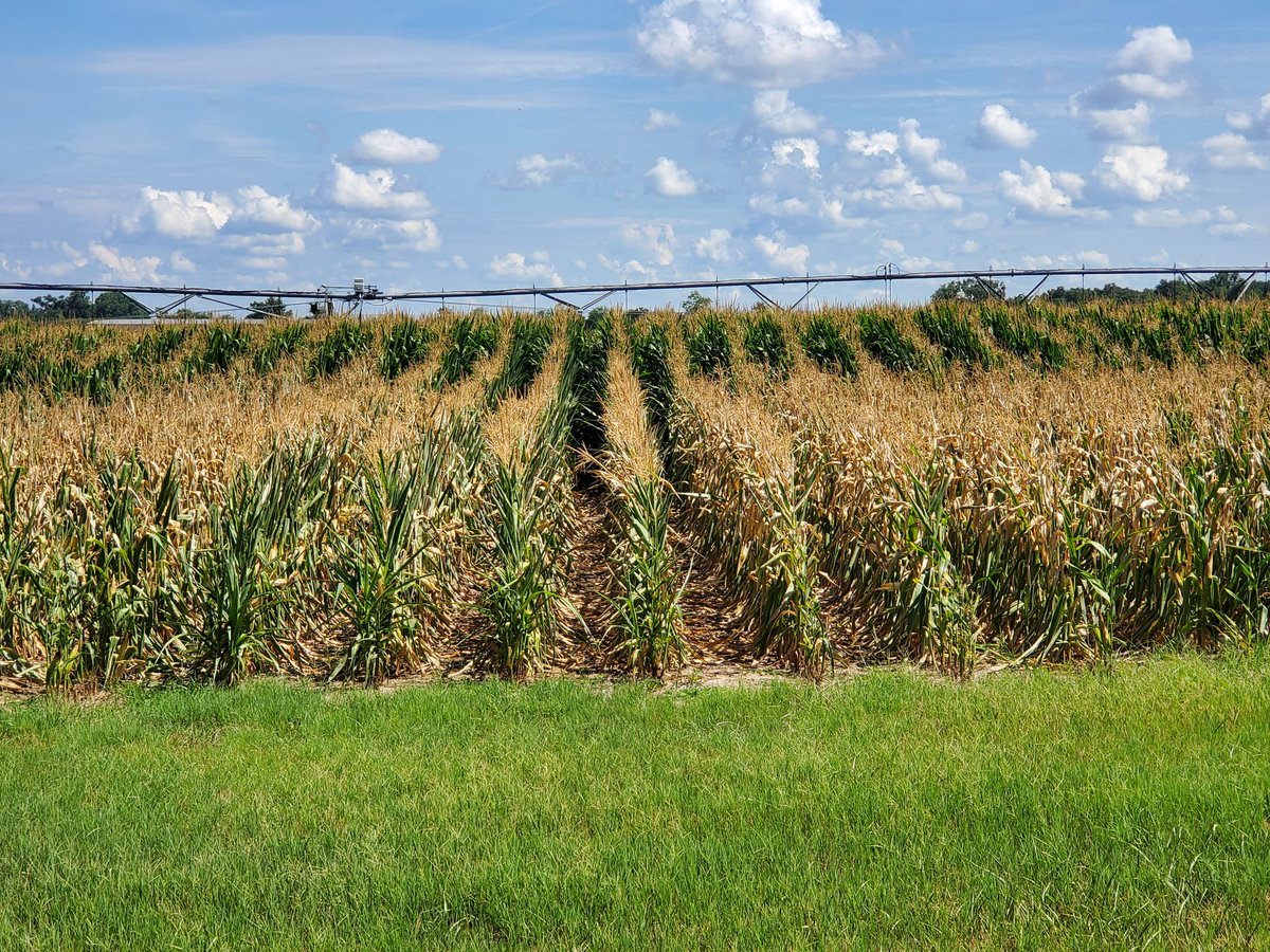 StriplingPark's tweet photo. Beginning to suspect @WesleyMPorter may have a treatment effect / yield difference between these 2 #corn plots. https://t.co/tq7fjheWNc