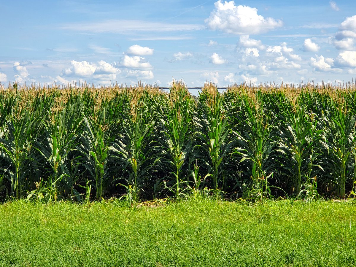 StriplingPark's tweet photo. Beginning to suspect @WesleyMPorter may have a treatment effect / yield difference between these 2 #corn plots. https://t.co/tq7fjheWNc