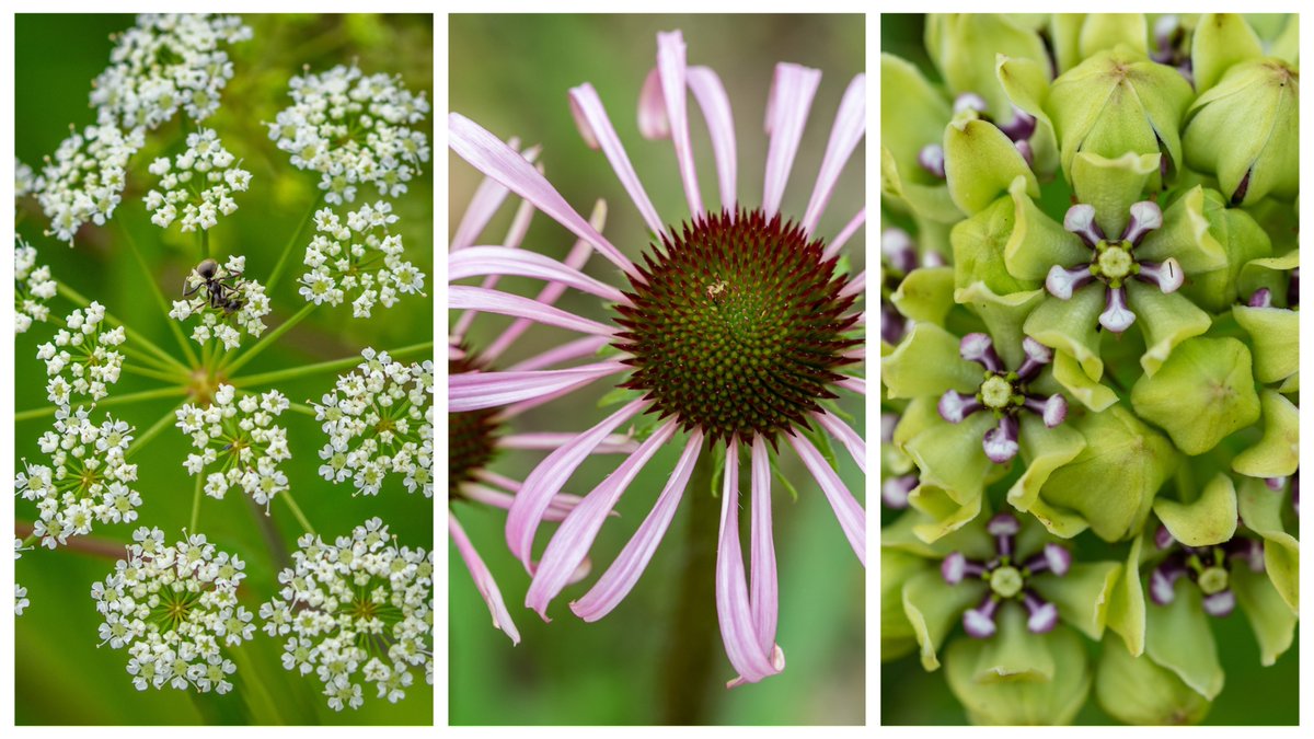 Shaw Nature Reserve (@shawnature) on Twitter photo Catch our "flowerworks" exploding now at Shaw Nature Reserve! For the 4th of July, the Nature Reserve will close early at noon so staff can celebrate with their families. We’ll resume regular hours on July 5. Catch our "flowerworks" exploding now at Shaw Nature Reserve! For the 4th of July, the Nature Reserve will close early at noon so staff can celebrate with their families. We’ll resume regular hours on July 5.