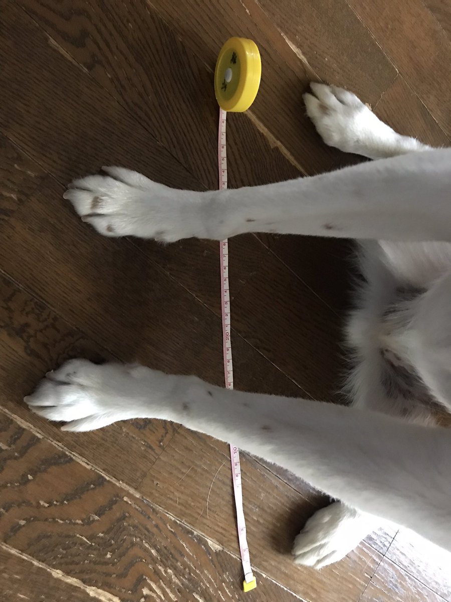 takarikimaru's tweet photo. 犬のサイズ測ってたら1日が終わってた https://t.co/Ctg7JPCt2w