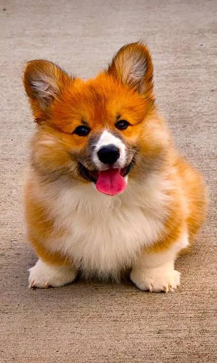 corgi_page's tweet photo. Say "Yes" if you are a corgi mom or corgi dad or a crazy corgi lover!! https://t.co/tV9wvKGEuV
