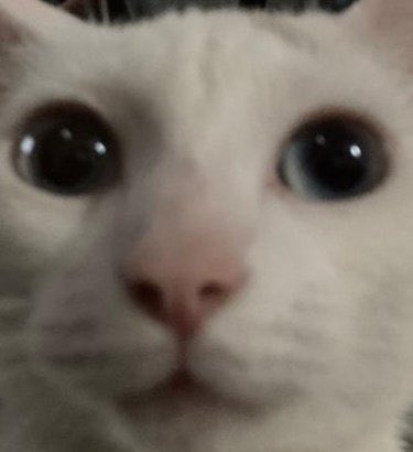 YourFavoriteRok's tweet photo. @WSmackr @MysticSmash I don’t know, cammy players are worse https://t.co/yzDC35w5E7