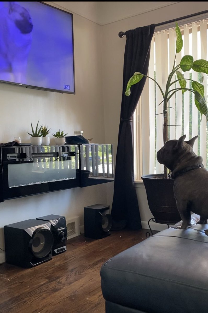 keltsniper's tweet photo. Just sitting here watching the @WKCDOGS with me Dad…
#FrenchBulldogs #frenchietwitter #thehomedepot #bestinshow #toygroup #smallbreed https://t.co/hTNAJgkqxI