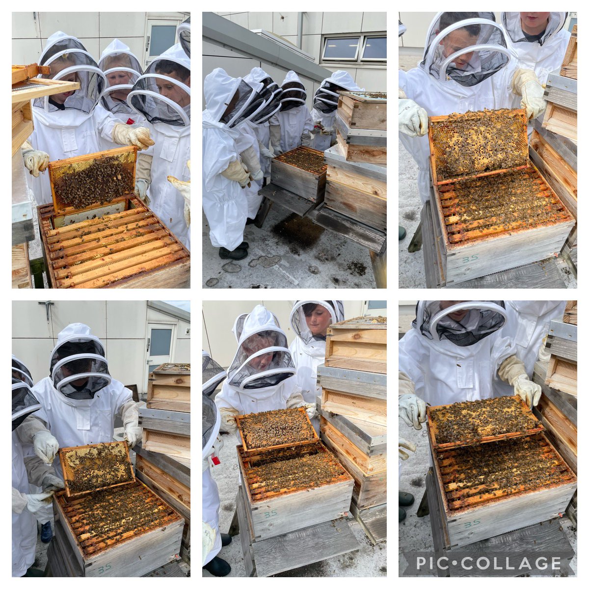 norbridge_bees tweet media