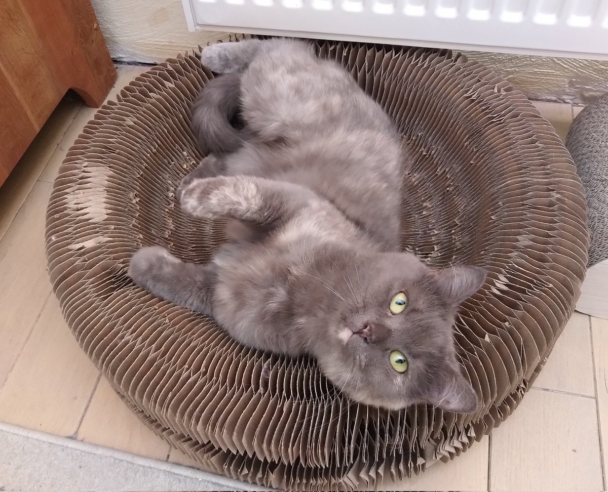 Miezebiene's tweet photo. Oh, you're back? Didn't notice so far 😼 Haven't seen any treats, so.... 😾 #toebeantuesday #judgingcat #cats #CatsOfTwitter #TunaTuesday #Katze #neednewstaff #TuesdayFeeling https://t.co/i6EmNdEYxf