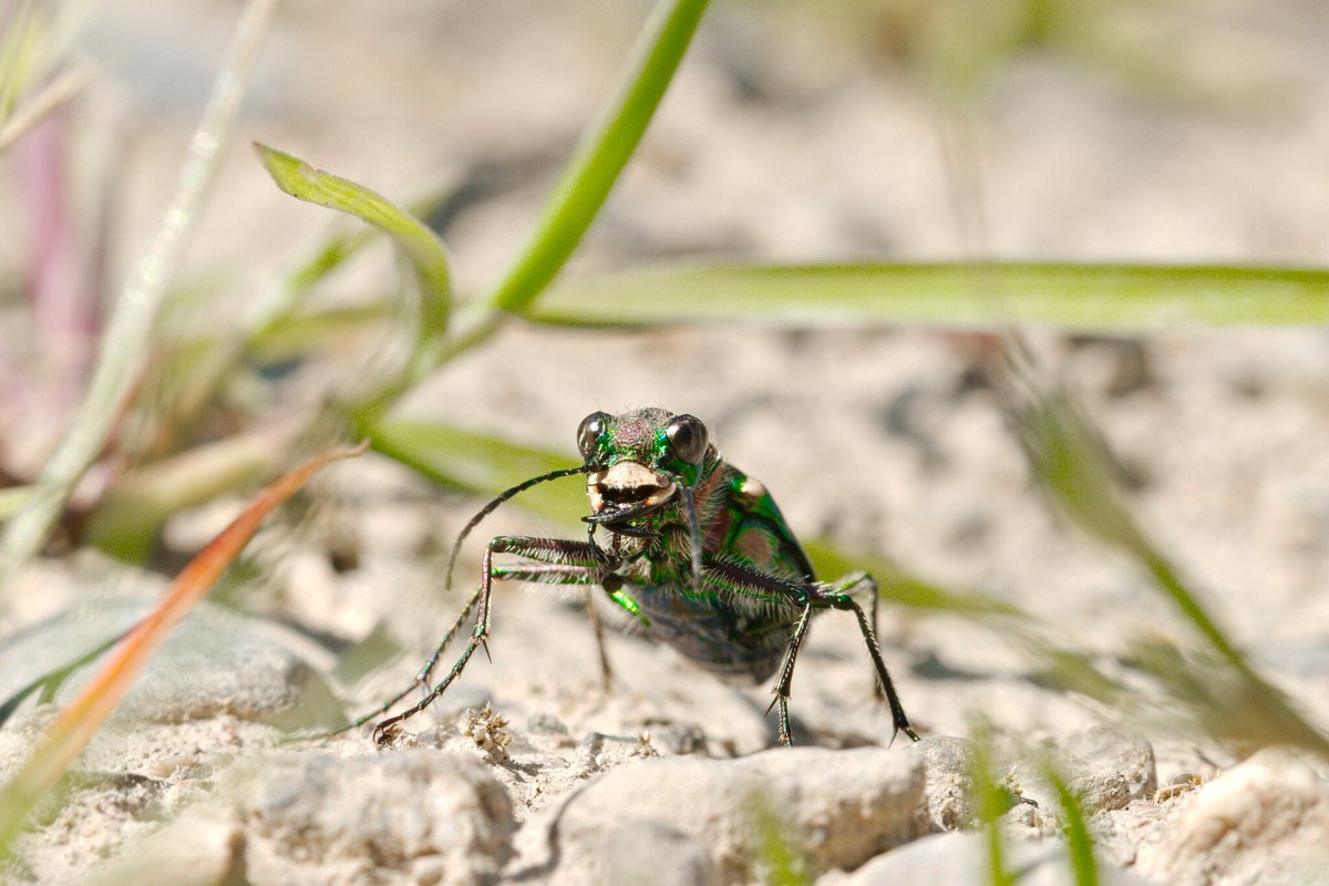SWolfsden's tweet photo. Common #Claybank #Tiger #Beetle at the Wolfs Den. This is yet another new species for the place, thanks to the diversity of #microhabitats created here.

#CitizenScience #biodiversity #backyardconservation #insects #protect https://t.co/HGDpapl50q