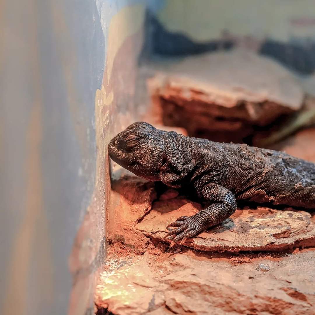 artographyj2's tweet photo. Sleepy Uromastyx

This little lizard had so much visitors today it drained his social battery 🔋 look at him snoozing against the wall. 

Have you ever felt like this lizard?

#lizard #reptile #reptiles #photography #naturephotography #reptilelover  #nature #animals https://t.co/raTthPfaxE