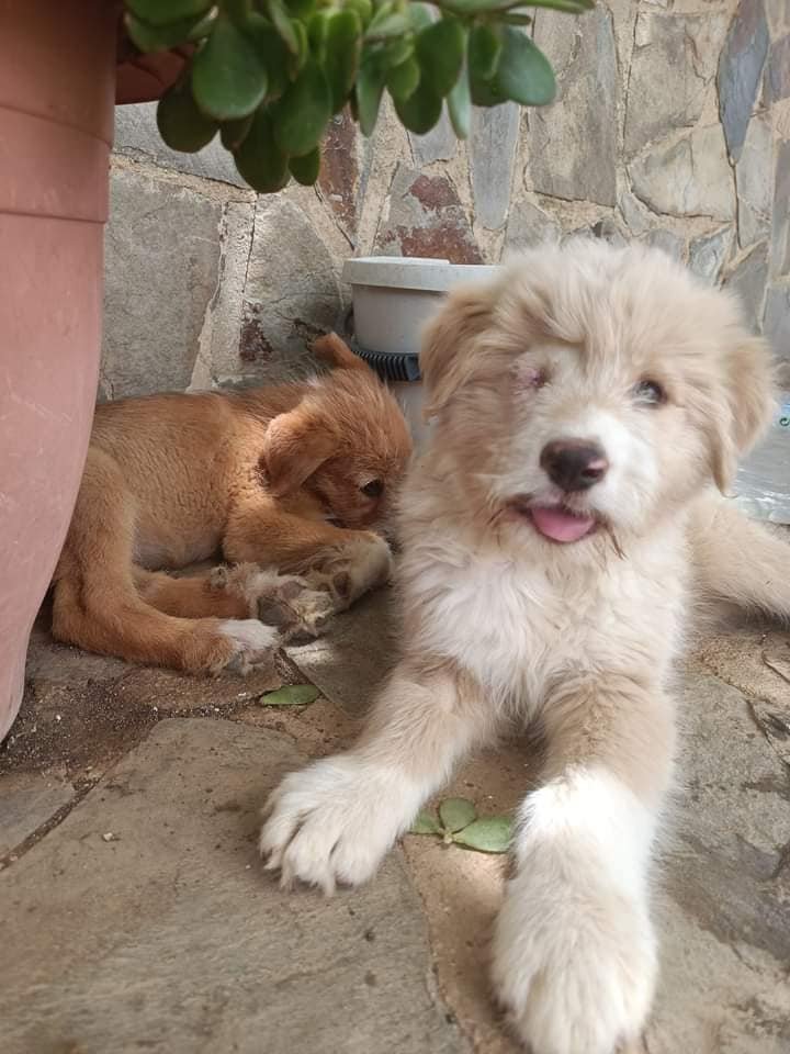 siviaromera1's tweet photo. MALAGA
ANGEL 3 meses
Ha sufrido mucho, con solo 2 meses tuvieron q quitarle uno ojo debido a que lo tenía fuera ya que había sido maltratado.
Ángel es un perro fantástico cariñoso tranquilo, de adulto será mediano/grande se lleva bien con todo
Puede viajar
621227580 o 630981247 https://t.co/6skW59RrLG