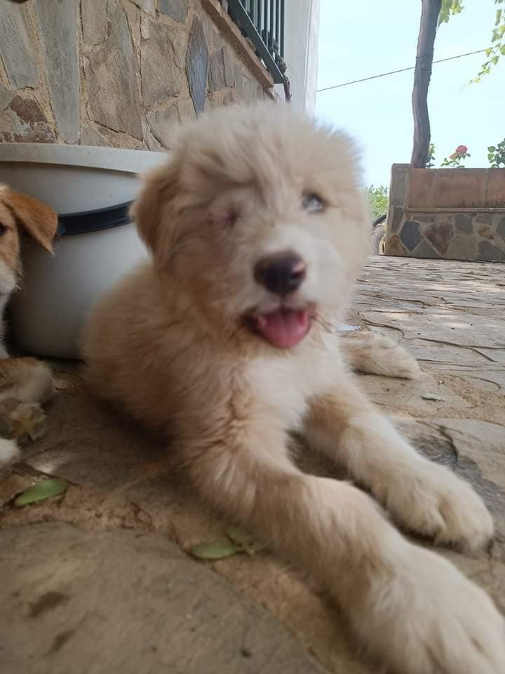 siviaromera1's tweet photo. MALAGA
ANGEL 3 meses
Ha sufrido mucho, con solo 2 meses tuvieron q quitarle uno ojo debido a que lo tenía fuera ya que había sido maltratado.
Ángel es un perro fantástico cariñoso tranquilo, de adulto será mediano/grande se lleva bien con todo
Puede viajar
621227580 o 630981247 https://t.co/6skW59RrLG