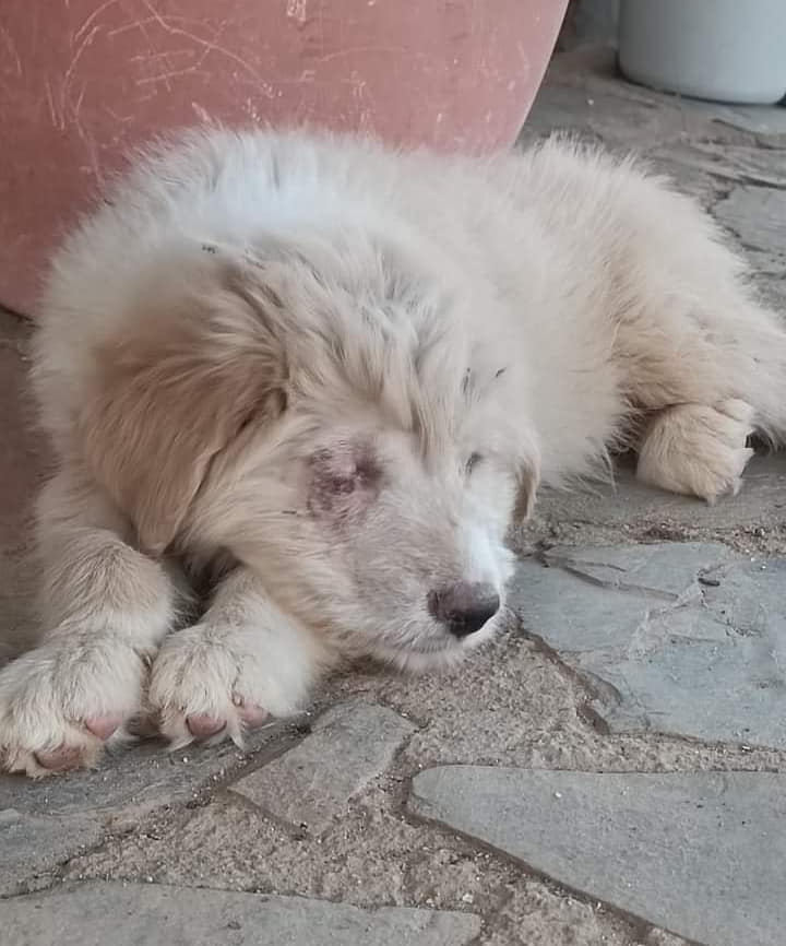 siviaromera1's tweet photo. MALAGA
ANGEL 3 meses
Ha sufrido mucho, con solo 2 meses tuvieron q quitarle uno ojo debido a que lo tenía fuera ya que había sido maltratado.
Ángel es un perro fantástico cariñoso tranquilo, de adulto será mediano/grande se lleva bien con todo
Puede viajar
621227580 o 630981247 https://t.co/6skW59RrLG