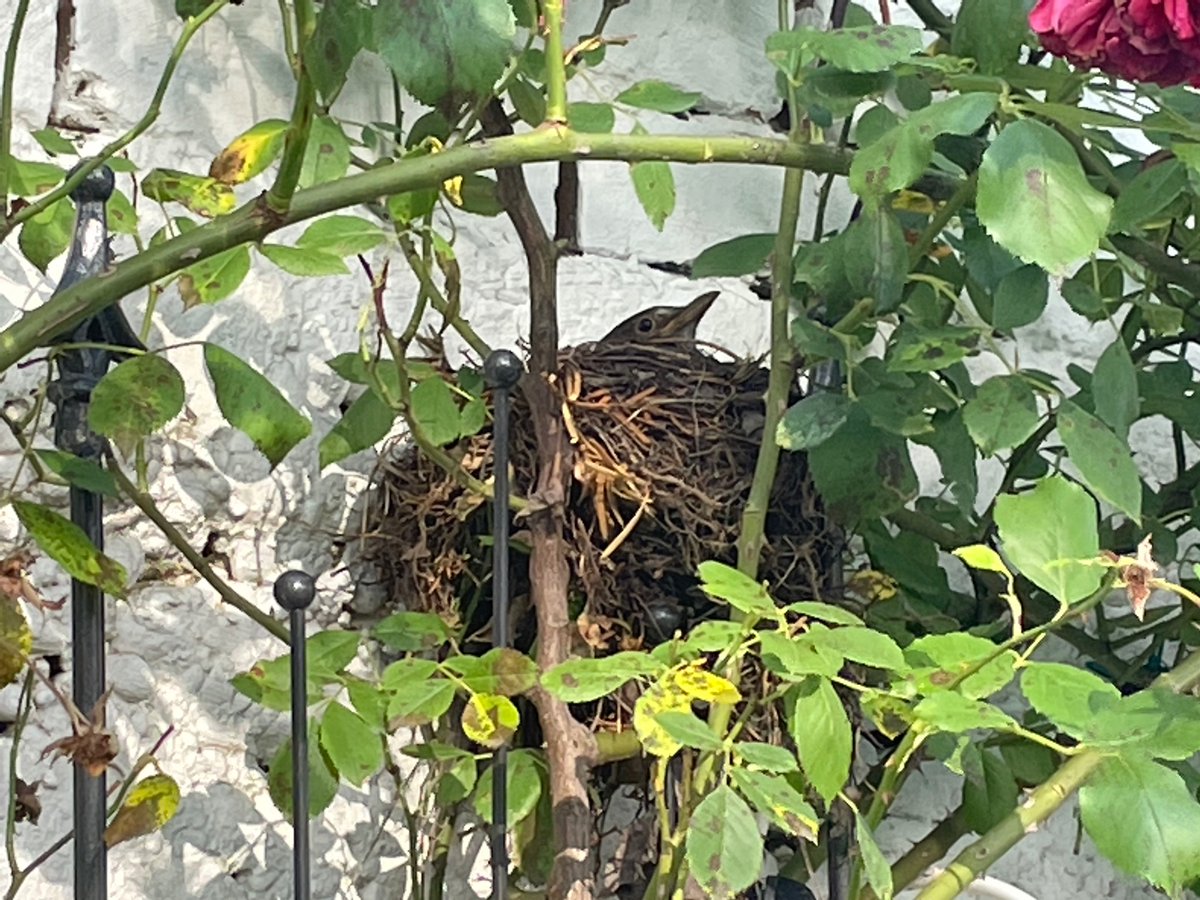 AngelaD13890545's tweet photo. Blackbirds nesting in my Roses! I am so excited about the little ones 🥰 🐣
#gardenguests #blackbird https://t.co/wMNBhBJJWU