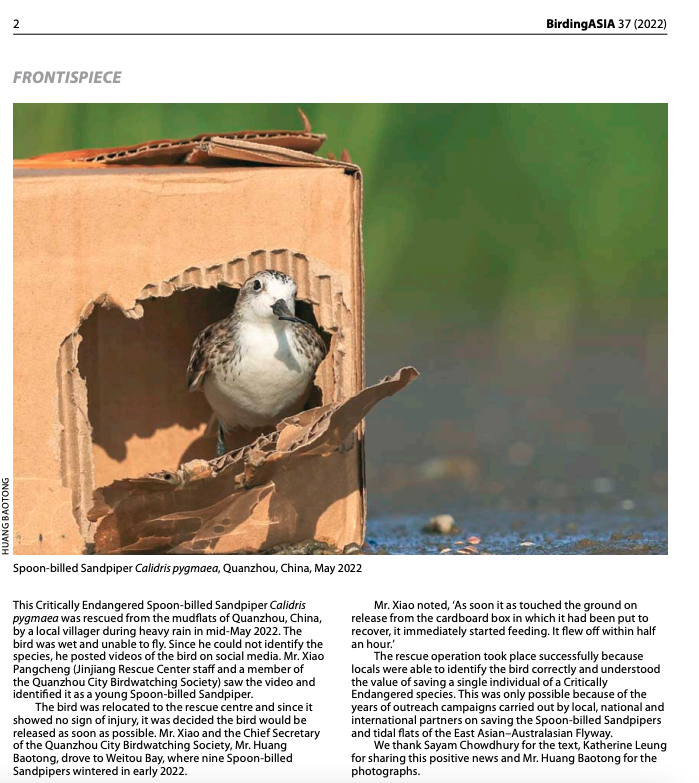 Thanks to the @orientbirdclub (BirdingAISA - biannual bulletin on Asian birds) for publishing this positive news on rescuing and saving a single individual of a Critically Endangered species. #SaveSpoonie #conservation #shorebird #ornithology