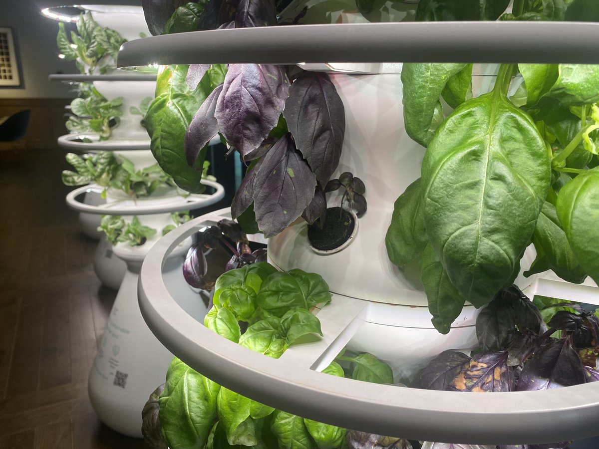 Honey de Gracia MCIM tweet media