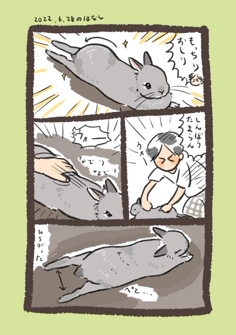 日付け変わって昨日のrabbit…
#うさぎのいる生活 