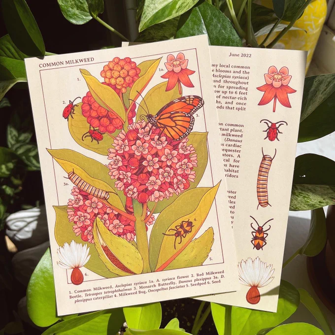 common milkweed for this month's patre☀️n postcard🌿 sign up at the amanita tier by 6/30 to receive one! 💌✨ 