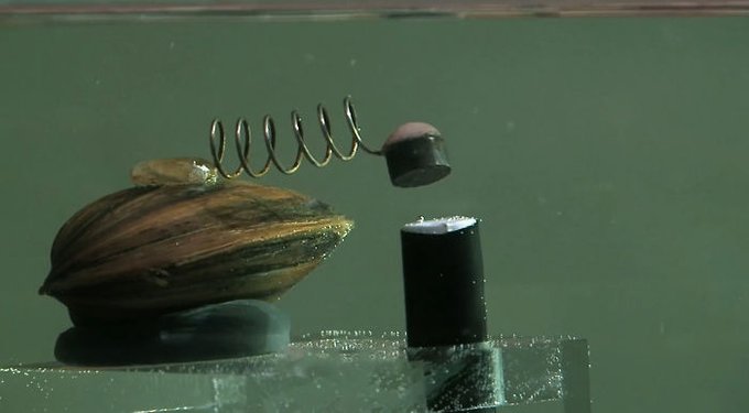 Rainmaker1973's tweet photo. The water quality in Warsaw, the capital city of Poland, is monitored by clams. If the water gets too toxic, they close, and the triggers shut off the city’s water supply automatically [read more: https://t.co/CN82xL2j24] [documentary trailer: https://t.co/KYnftw6cJD] https://t.co/6GCgdkRg6G