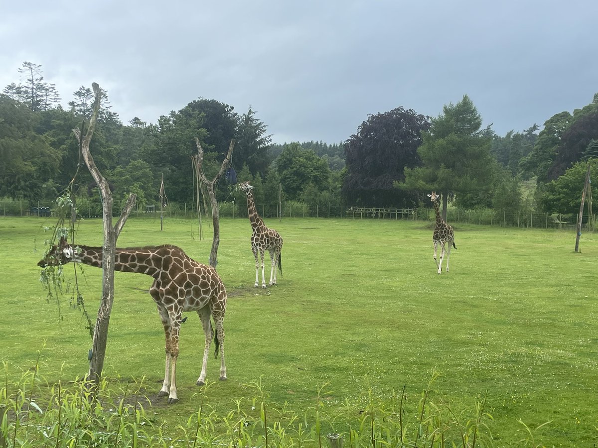 RDMScone's tweet photo. Well it may have rained but it certainly didn’t damp the spirits of RDM! What a fantastic day @BlairDrummondSP! A big thank you to all of the learners, parents, staff, parent council and the coach drivers who made today happen! #teamRDM https://t.co/eF0G8mFqrT