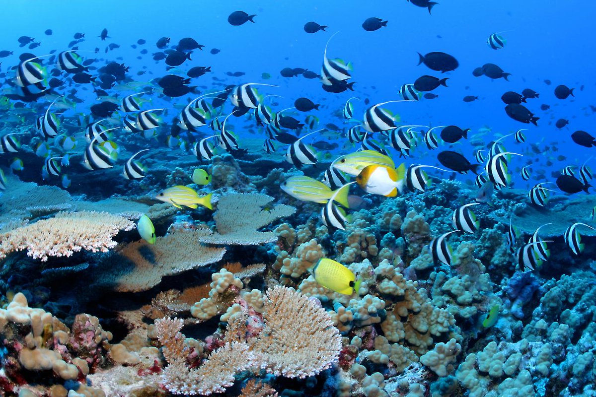 PNUDSV's tweet photo. La iniciativa #OceanPromise del @pnud destaca el hecho de que cada dólar invertido en lograr el Acuerdo de París es un dólar invertido en la salud del océano, que es la base de la economía azul sostenible.
Conoce más sobre esta iniciativa: https://t.co/ixxiRN6eYj https://t.co/yxN4ozwctm