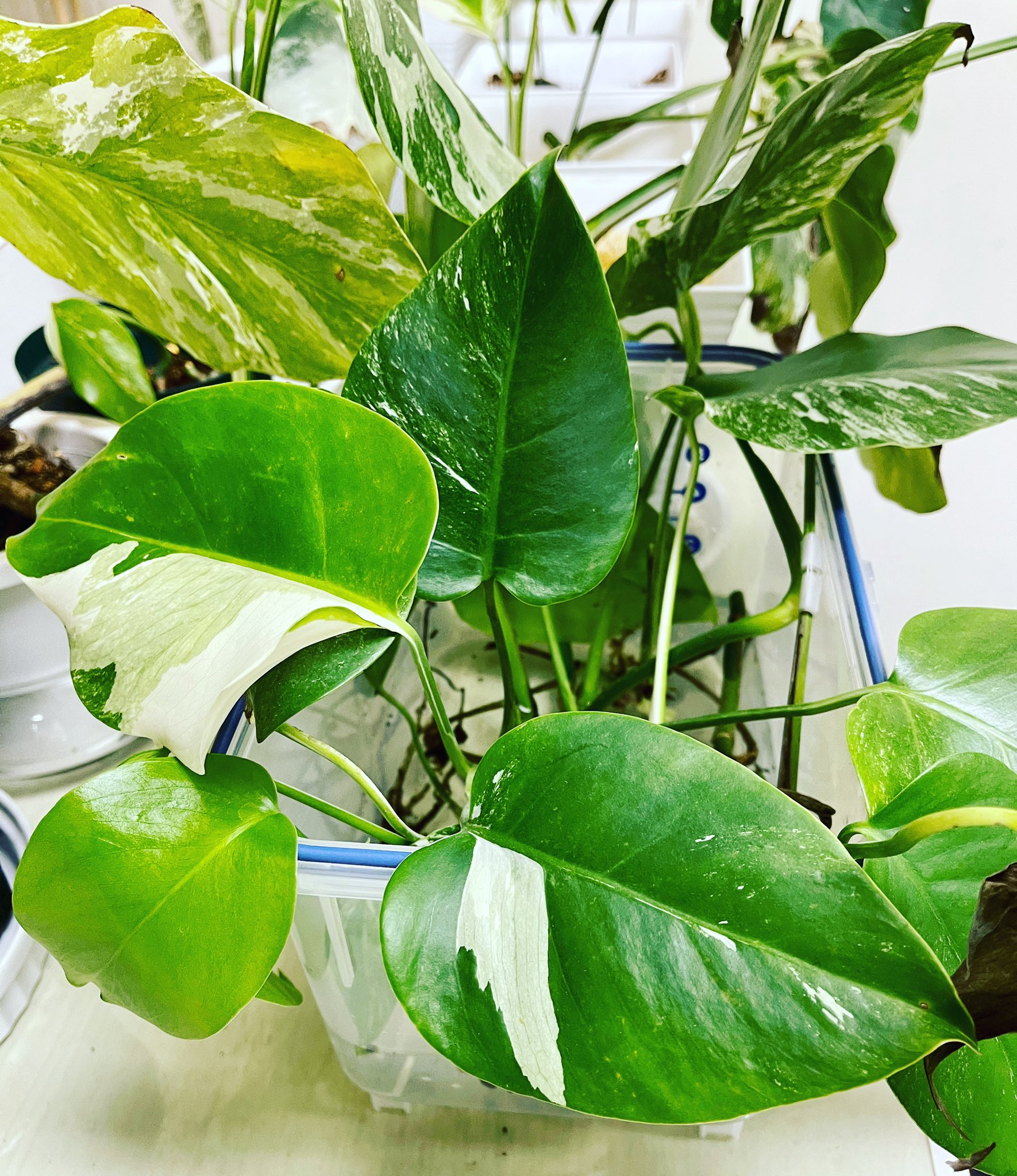 極上モンステラホワイトミントフルミント斑入り