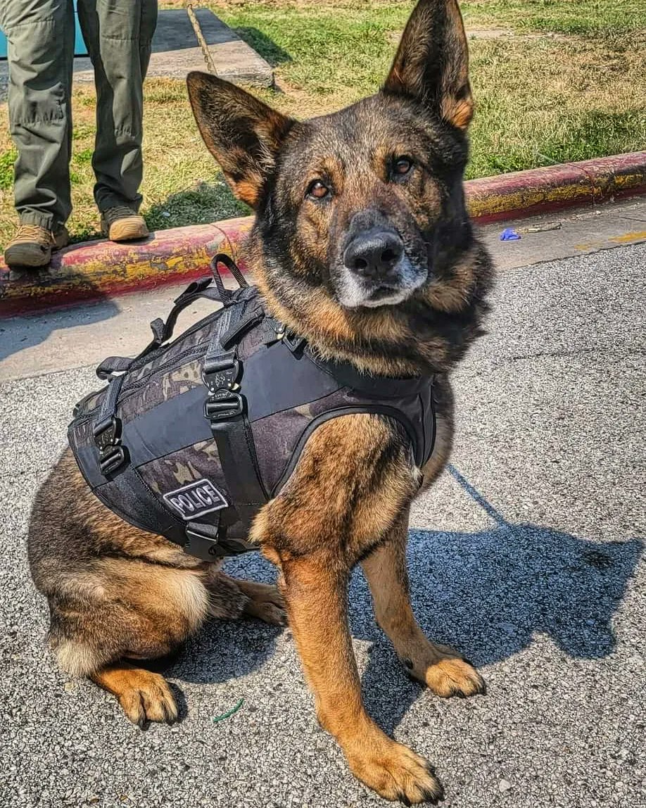 k9sofvalor's tweet photo. Because of your generosity &amp; the generosity of @HouPDFoundation &amp; @DonutOperator all 15 @houstonpolice K9s have received their @k9storminc ballistic vests‼️

Thank you all for helping to protect these amazing K9s!

Learn more about HPD K9s &amp; the vests ⬇️
https://t.co/XYATRyonPL https://t.co/r6dZ3veby2