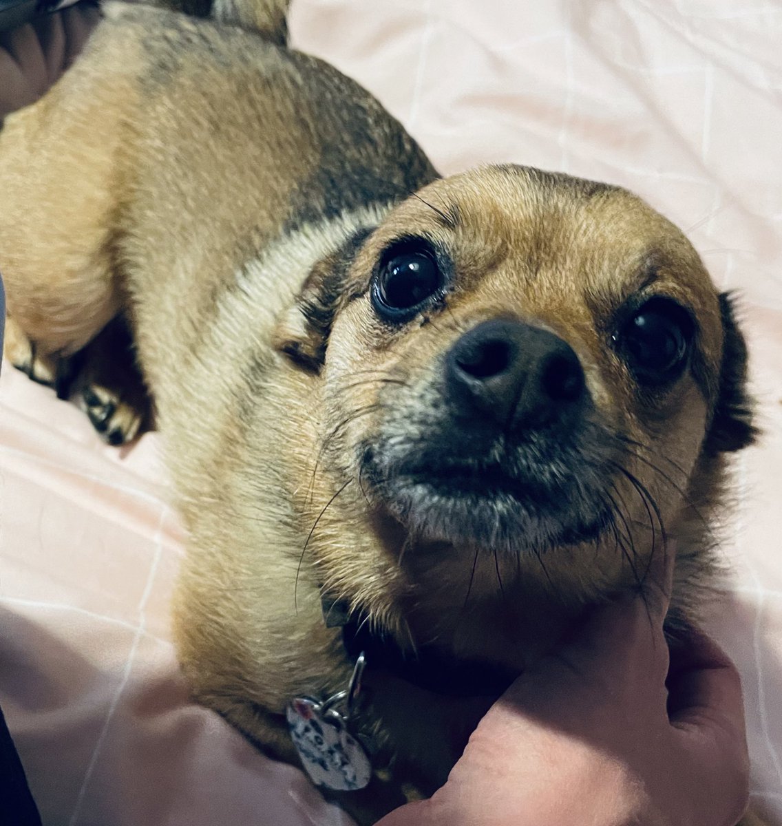 Plus side, I do enjoy my job, seeing my patients animals really make my day - and yes I had permission to take this photo and yes I had permission to upload it.