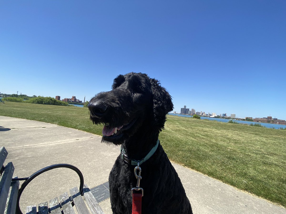 jamiesb5's tweet photo. Happy boy. #FerrisFace #DetroitDog https://t.co/zz5oaHRABj