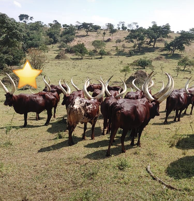 bwamuntu's tweet photo. Hello ankole family….
#ankol #ankolecatles
@AnkoleArchives @CattleAnkole https://t.co/9ySPXukesW