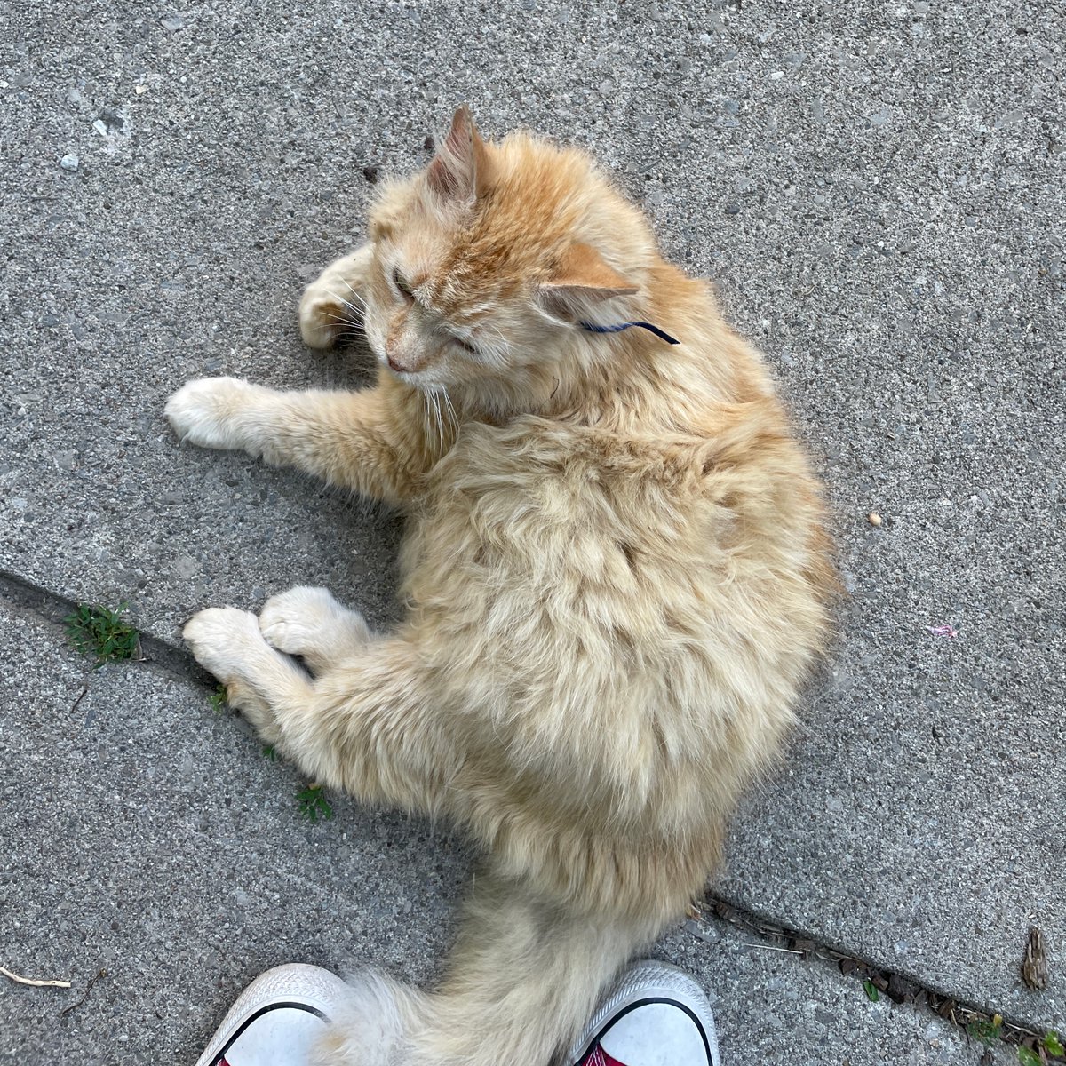 CameronKroetsch's tweet photo. For those curious, the pics in the first tweet are from our time out door knocking in Corktown and Stinson last night. Bonus - here's another photo for the #CatsForCameron reel. This beautiful old friend loves a good scratch! https://t.co/QZHXp3ZLAu