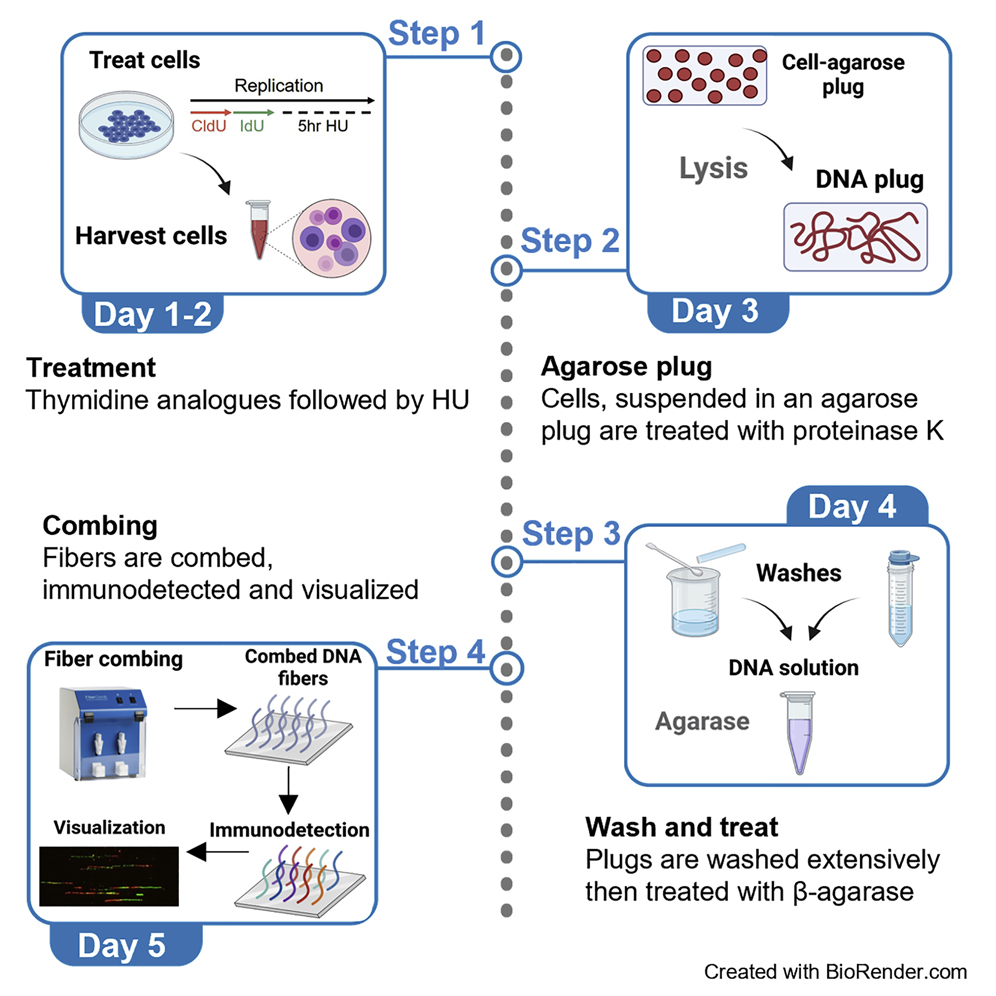 STAR Protocols (@starprotocols) on Twitter photo Check out this DNA fiber combing #protocol to analyze replication fork dynamics in mammalian cells, featuring #DIY steps to prepare all materials and reagents, by Dr. Ryan Jensen and colleagues <a href="/GemmaL_Moore/">Dr. Gemma Moore</a> <a href="/Yale/">Yale University</a>: star-protocols.cell.com/protocols/1626
👉Does not require commercial kits Check out this DNA fiber combing #protocol to analyze replication fork dynamics in mammalian cells, featuring #DIY steps to prepare all materials and reagents, by Dr. Ryan Jensen and colleagues <a href="/GemmaL_Moore/">Dr. Gemma Moore</a> <a href="/Yale/">Yale University</a>: star-protocols.cell.com/protocols/1626
👉Does not require commercial kits