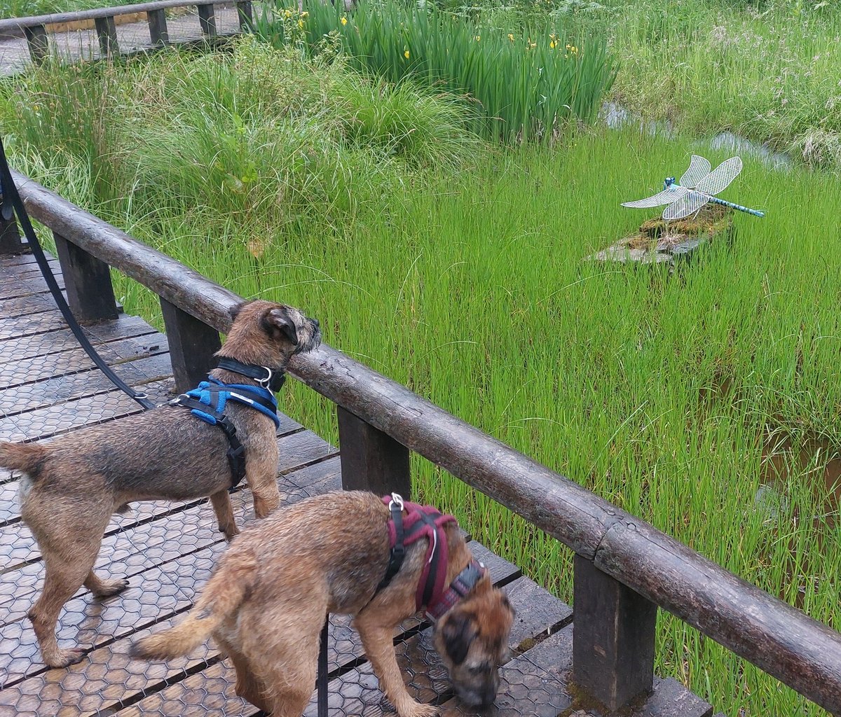 mabelandstanley's tweet photo. Rained all day today pals but we did have nice walk and did meet some intresting characters 🦌🐉🪰😁 also found massive #stumpclub #logclub opportunity and one of us managed a #tongueouttuesday 😛🐾🐕 hope you is all warm and dry😘 #BTPosse https://t.co/m8i0sBnTTu