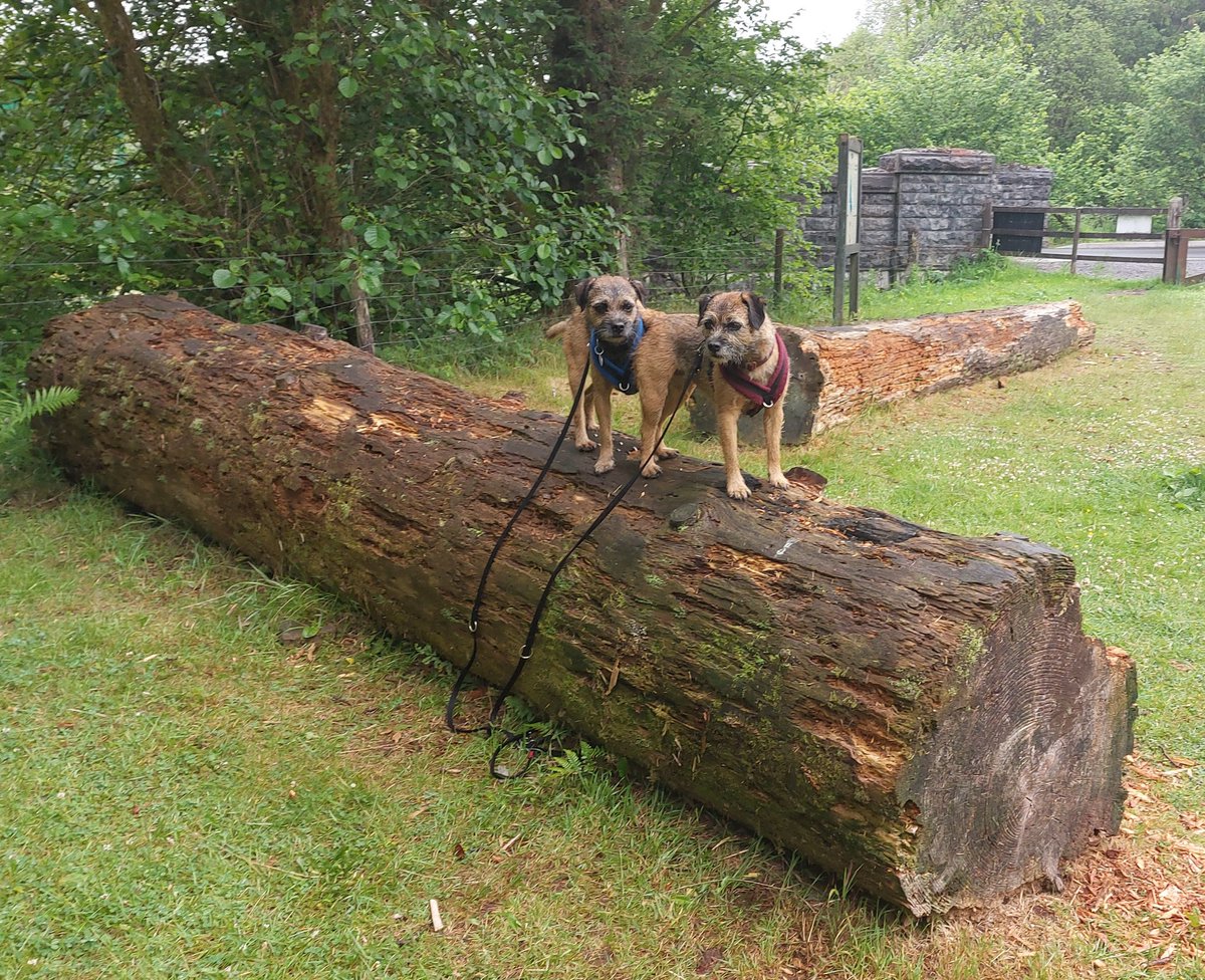 mabelandstanley's tweet photo. Rained all day today pals but we did have nice walk and did meet some intresting characters 🦌🐉🪰😁 also found massive #stumpclub #logclub opportunity and one of us managed a #tongueouttuesday 😛🐾🐕 hope you is all warm and dry😘 #BTPosse https://t.co/m8i0sBnTTu