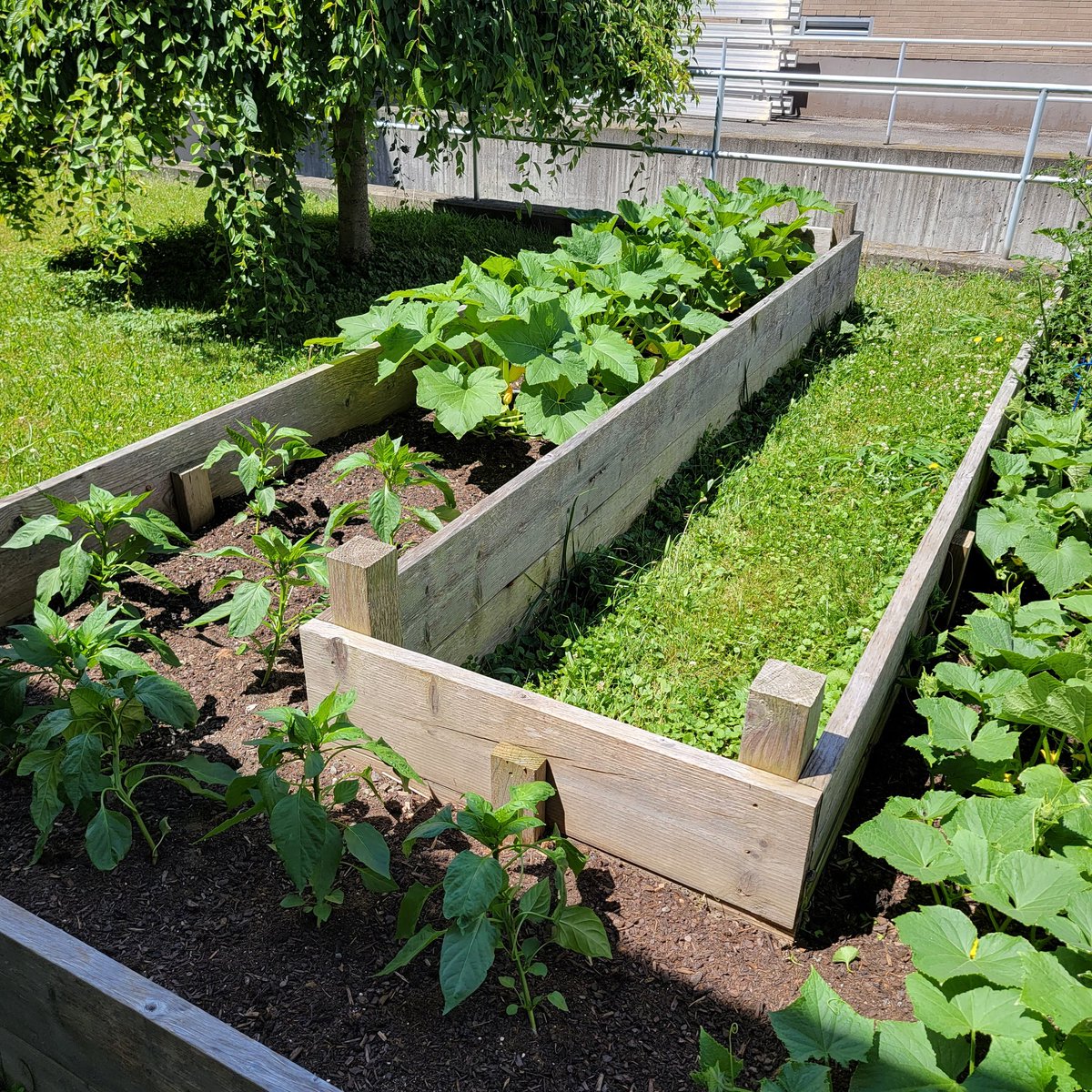 SF Cafeteria Rocks tweet media