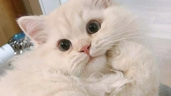 jungwon cat pose
