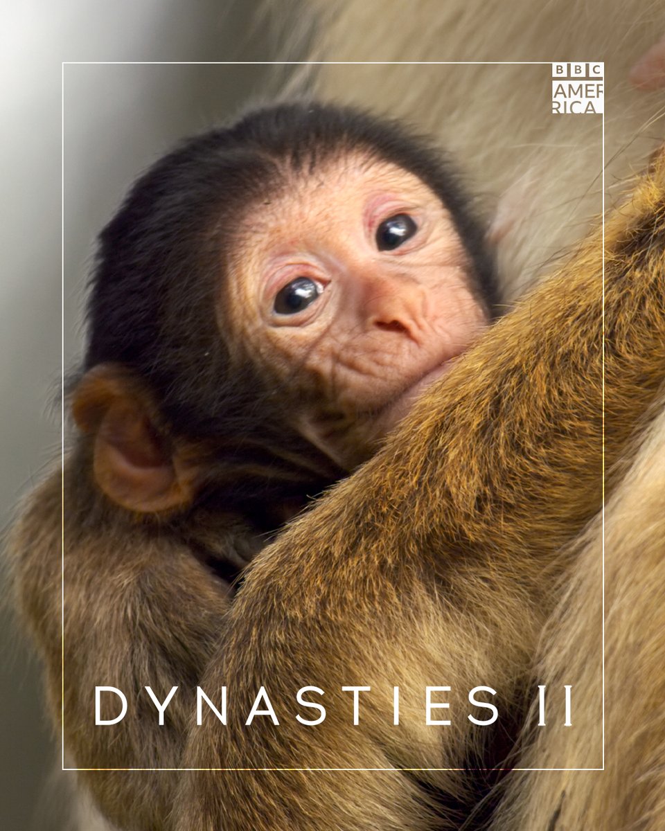 BBC America tweet media