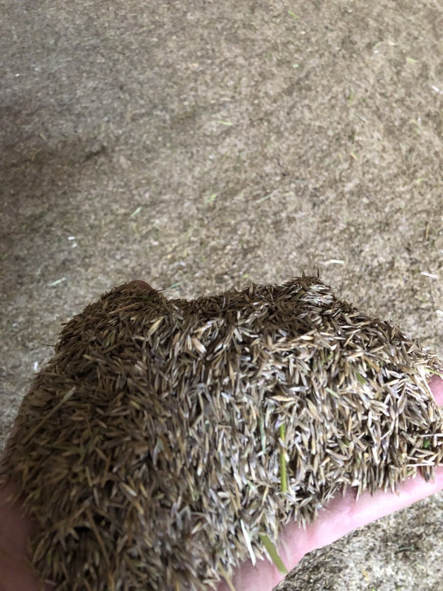 Récolte de la semence de fétuque élevée bio ⁦<a href="/noriapcoop/">noriap</a>⁩ ⁦<a href="/semae_officiel/">semae</a>⁩ ⁦<a href="/LaFNAMS/">FNAMS</a>⁩ il n’y a plus qu’à attendre l’agréage de LABOSEM pour voir la pureté et le taux de déchets. Je 🤞pour qu’il n’y est pas de Ray grass cette année !!