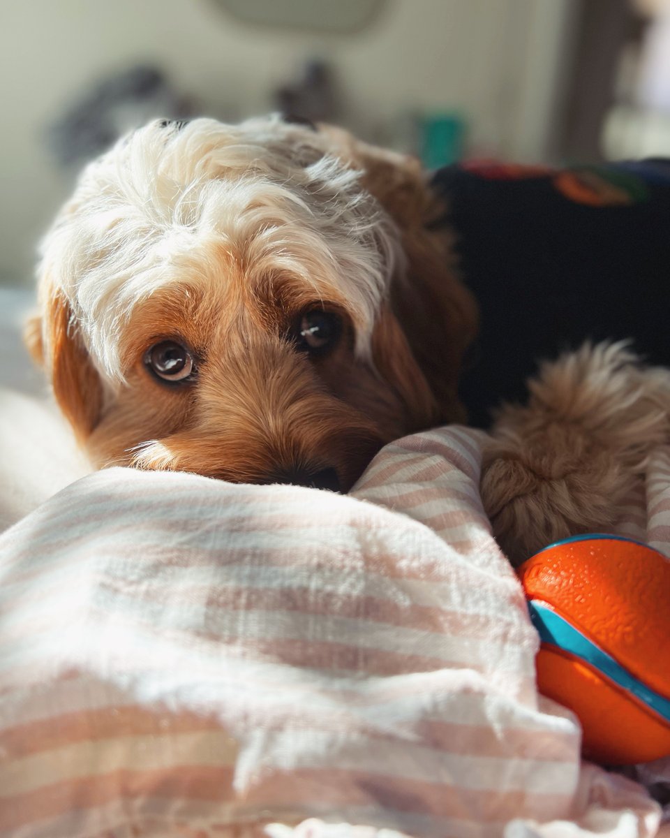 Is it weird that I love listening to "Calm Music for Pets" on <a href="/SpotifyUSA/">Spotify USA</a>? Pretzel and I are fine. We're both fine.