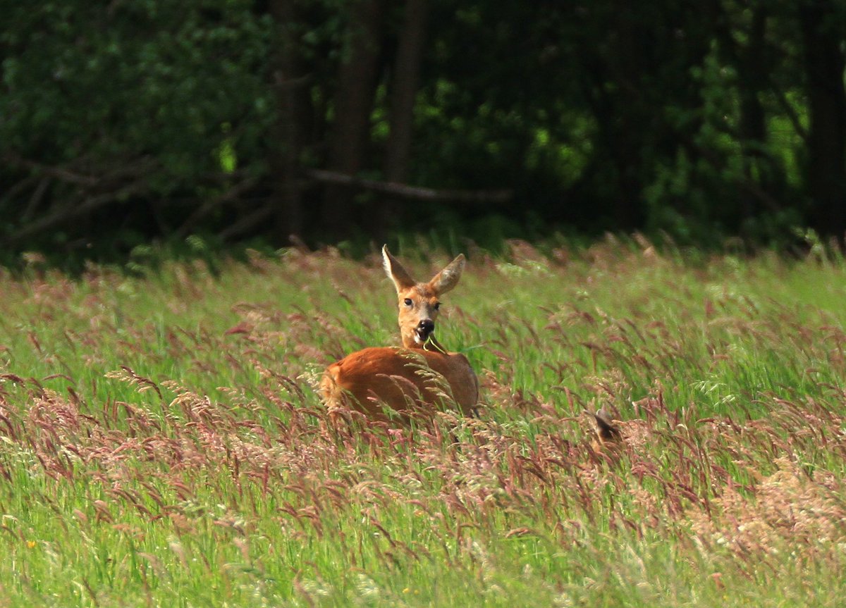 C0RdeJ0NG's tweet photo. Ree met jongen... #klazienaveennoord #bargercompascuum #drenthe #reeën https://t.co/R8X42OPtyN