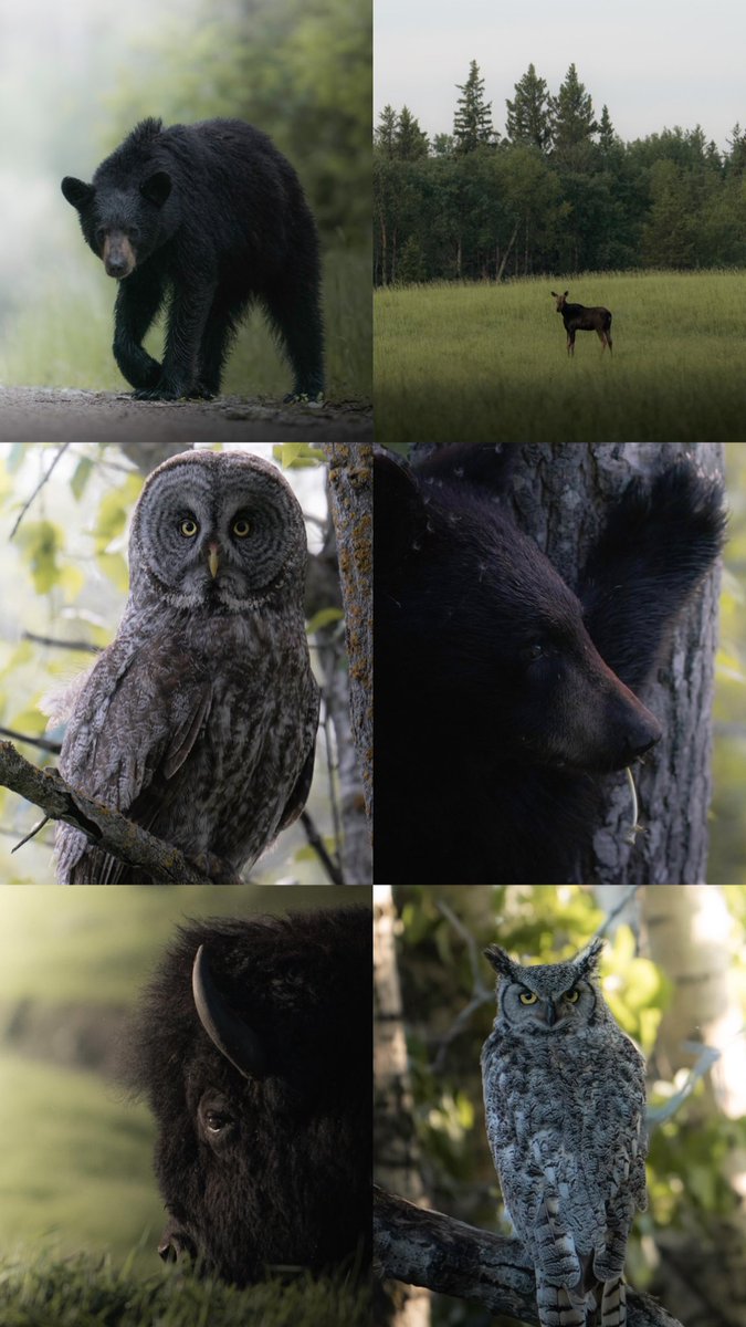 I just spent two weeks working in central Manitoba. I sacrificed almost every evening when I should have been sleeping (4:00am wakeups and 10:00pm sunsets) to be out looking for wildlife and was fortunate to have some great encounters. Which one is your favourite?