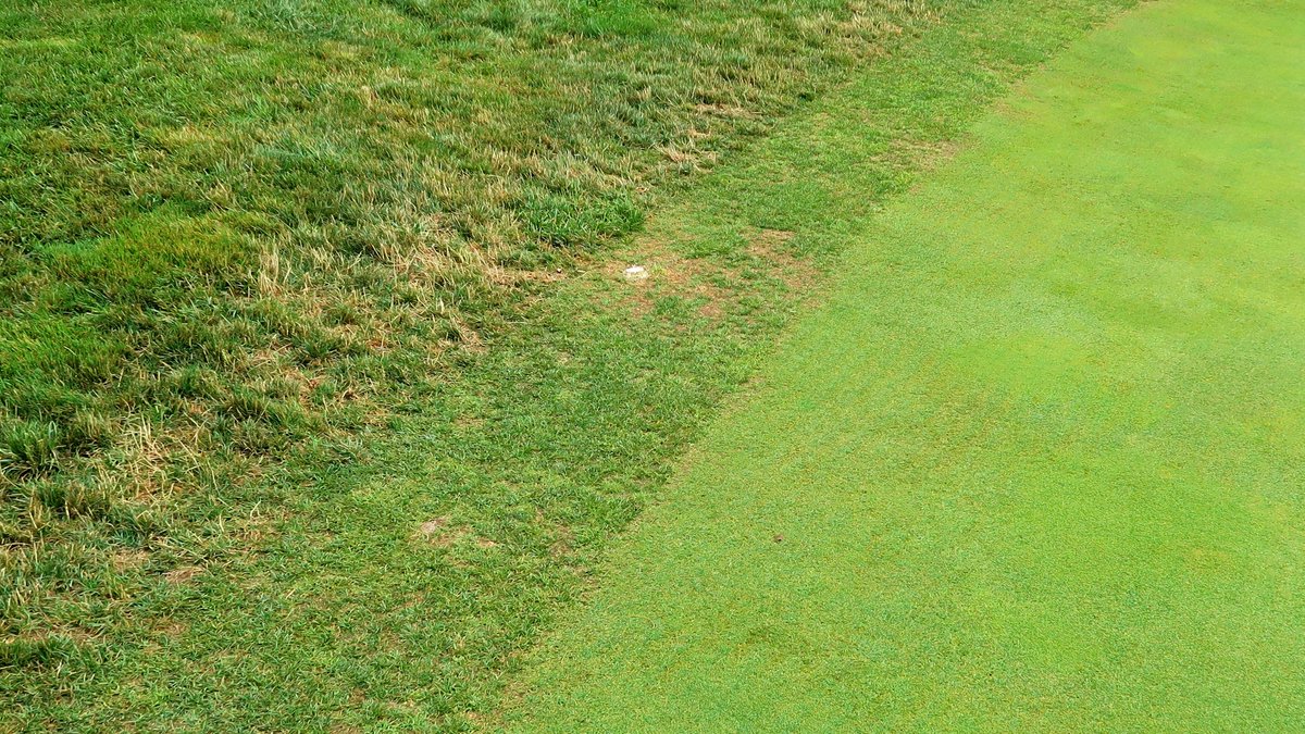 Summer can be tough for putting green collars as heavy play, hot weather, and intensive maintenance increase turf stress in these sensitive areas. These strategies can help you keep your collars looking and playing their best this year ➡️bit.ly/3iUz5o4