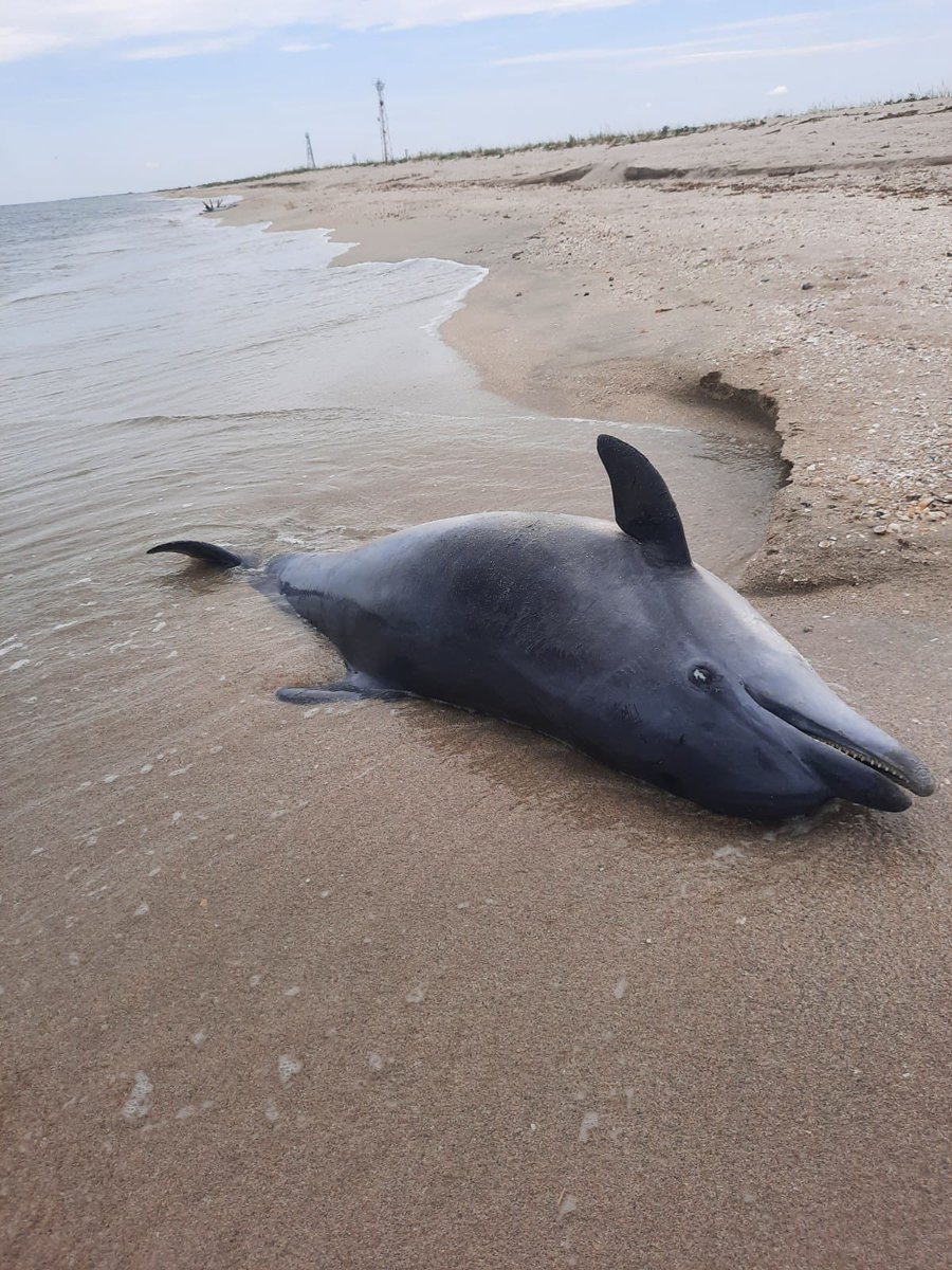RocsMocanu's tweet image. War collateral on Black Sea coasts. Requiem for thousands of dolphins. 🐬🐬🐬#SOS 🛑 #war #animalrescue