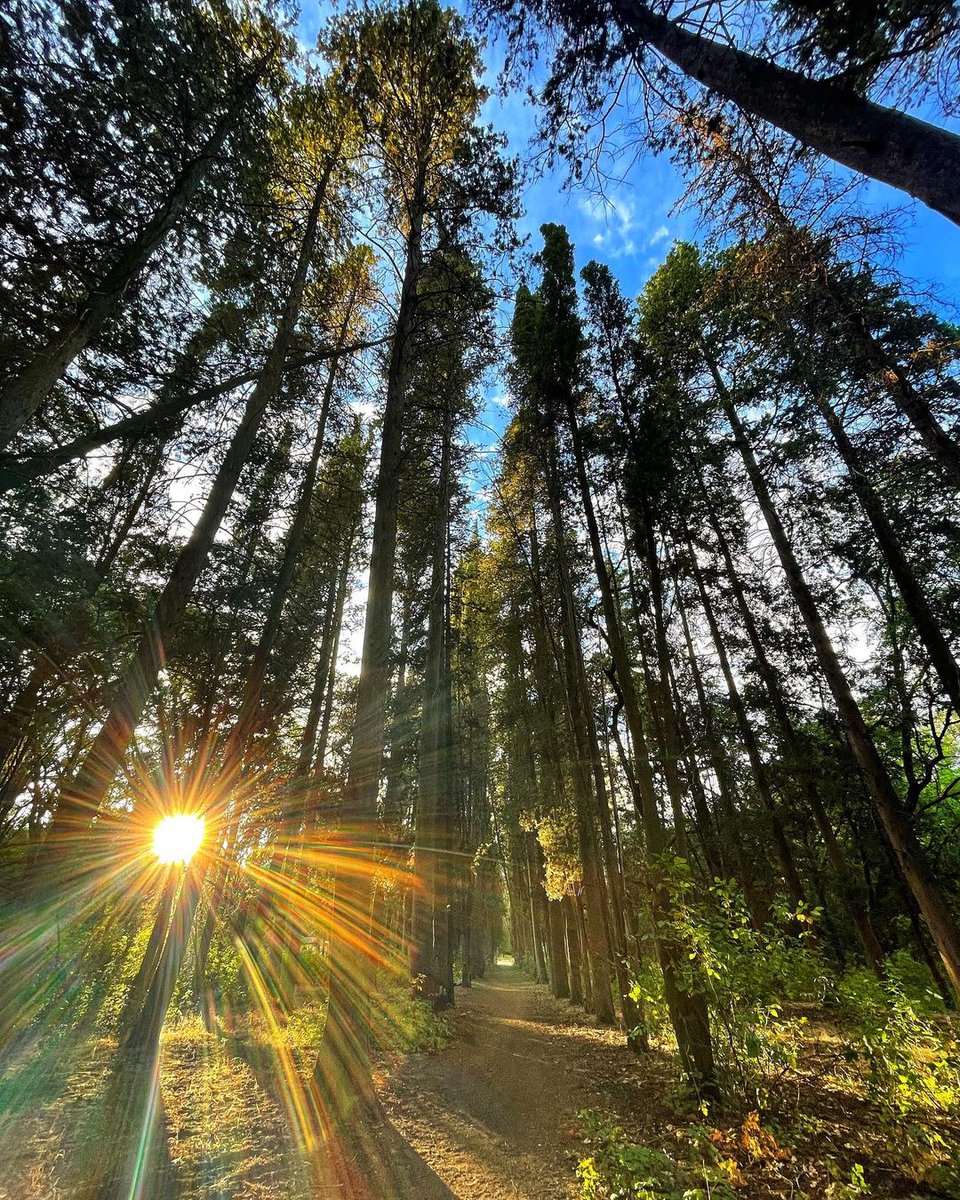 explorebutteca's tweet photo. With 3,670 acres to explore, there's no shortage of amazing views to find in Bidwell Park 💚😍

📸 wrichi/IG

#ExploreButteCA #BUTTEiful https://t.co/EjCiBFOOeM