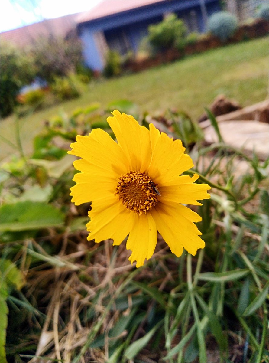 s_diaries04's tweet photo. Beauty lies in the eyes of the beholder

#nature #beautiful #beauty #flowers #flowerphotography #garden https://t.co/7cBqry5zoA