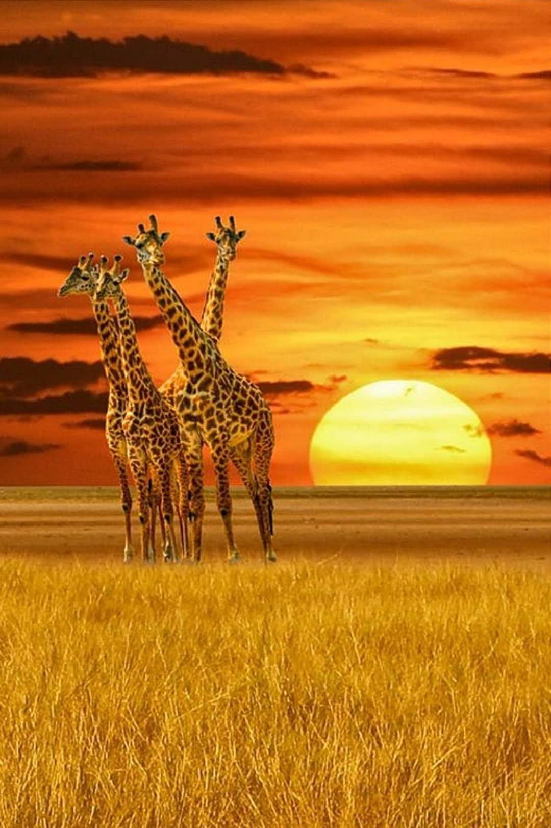 Закат в Африке