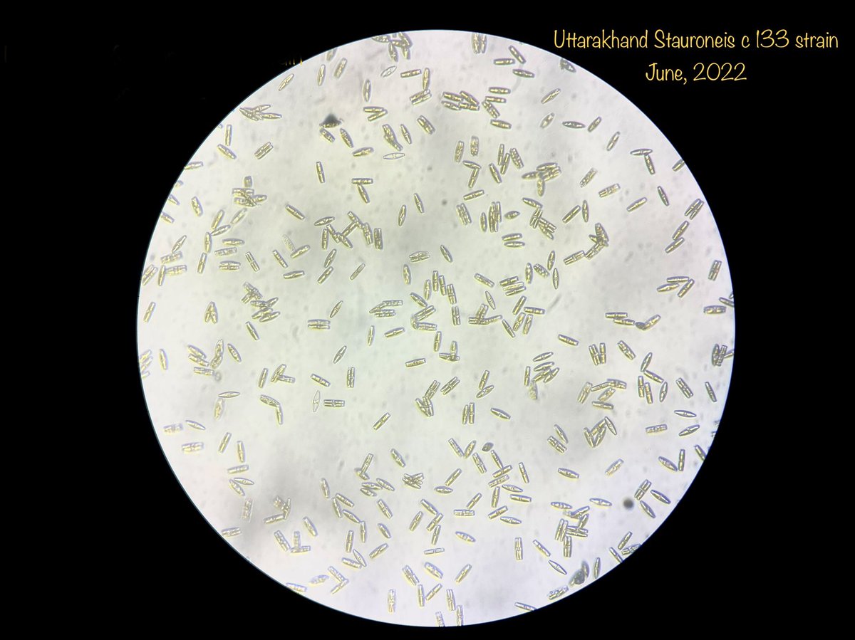 +1 ✨
Well-cultured 🧫 
#phycology #microalgae #diatoms  #culturing #goldenbrown