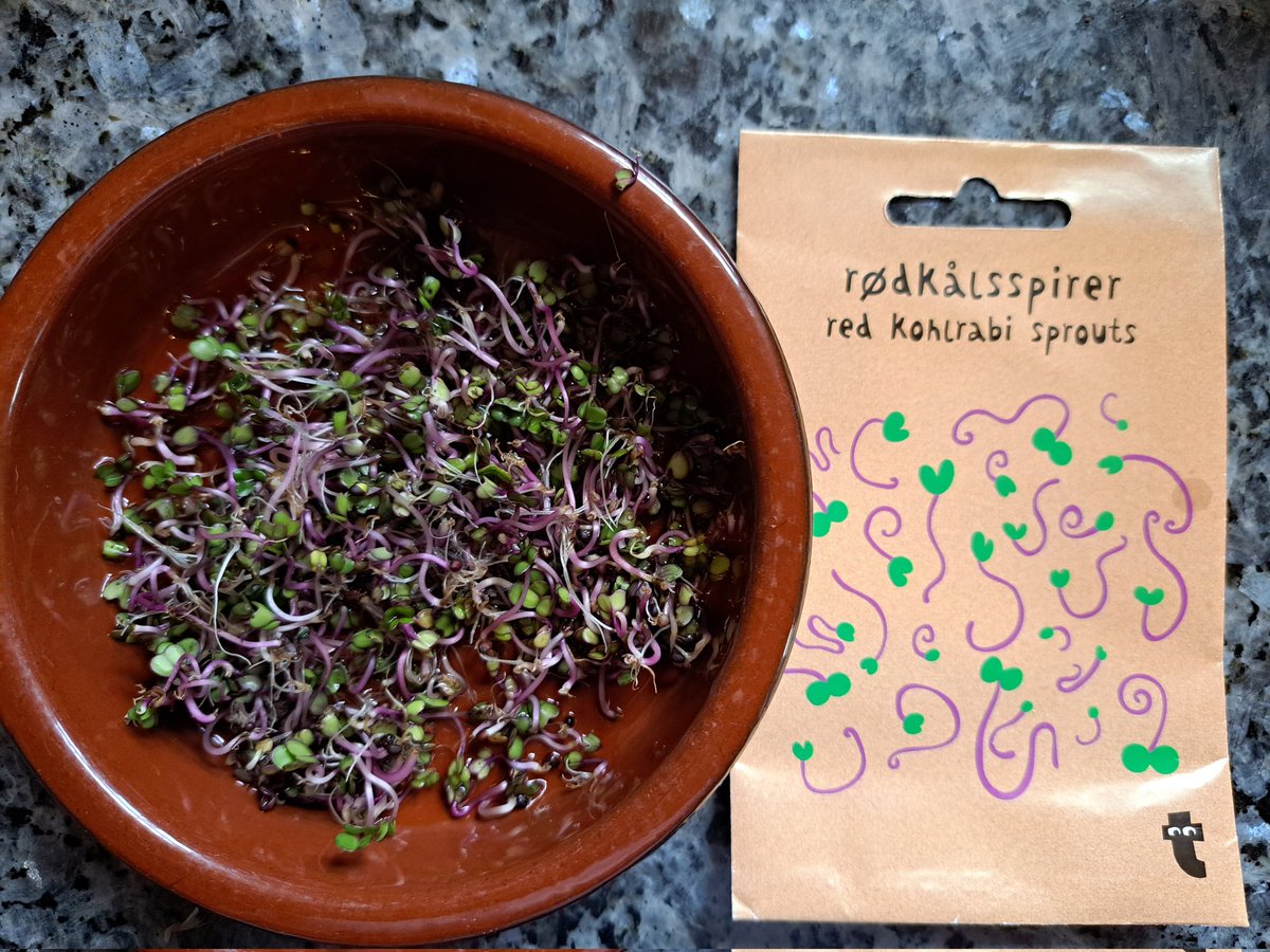 snigskitchen's tweet photo. Some sprouted red kohlrabi seeds, bought from @FlyingTigerUK. #SproutedSeeds #Sprouted #GrowYourOwn https://t.co/ApGeCrvl86