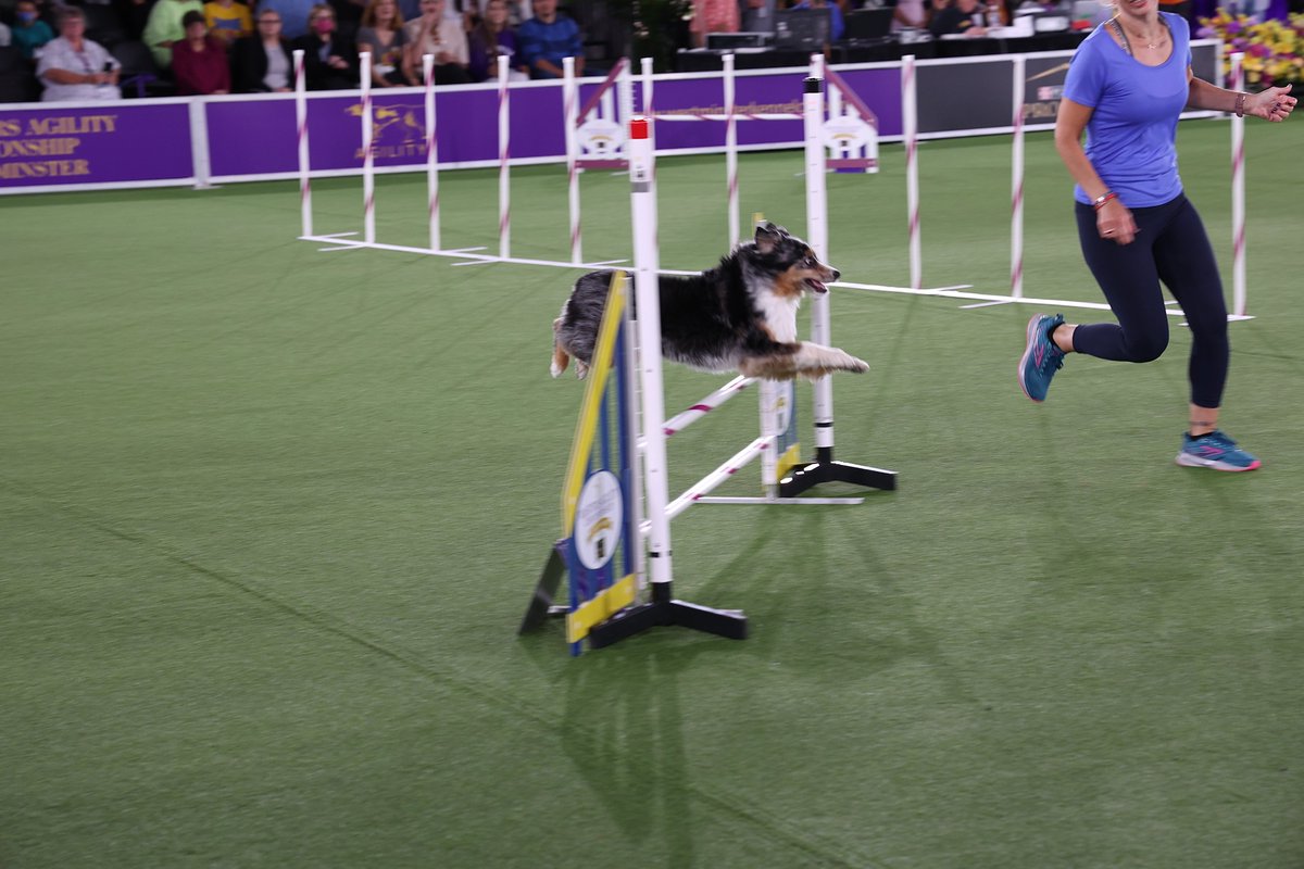 WKCDOGS's tweet photo. Just a few of our fave pics after looking back at #WestminsterWeek. What a time to be alive. π https://t.co/LfCtHISAo8