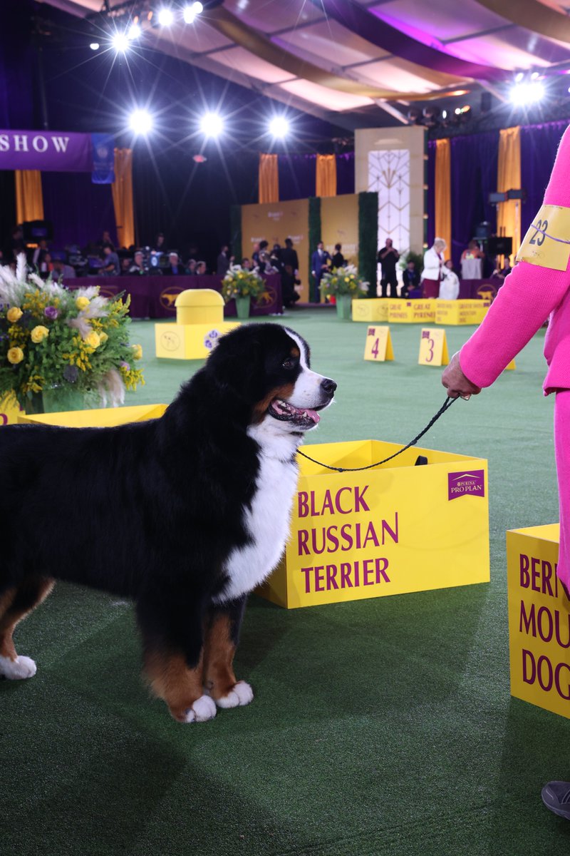 WKCDOGS's tweet photo. Just a few of our fave pics after looking back at #WestminsterWeek. What a time to be alive. π https://t.co/LfCtHISAo8