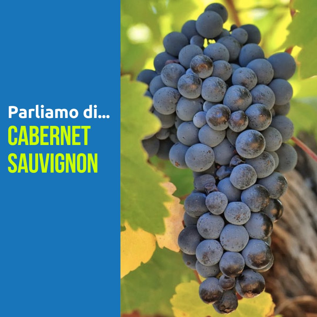 itawineacademy's tweet photo. Let's talk about... #CabernetSauvignon๐ซ! This grape produces the most popular red wine in the world. Study this grape variety with us, scroll the post! @steviekim222 @ItalianWineBook @itawinepodcast
#italianwineacademy #WSET #WSETitalia #WSETstudent #wineeducation https://t.co/n6OxANMN9q